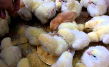Anunț cu privire la evoluția gripei aviare înalt patogene la granița de vest a României