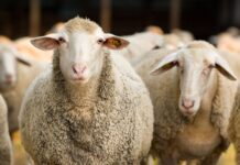 Campanie de vaccinare ovine și caprine